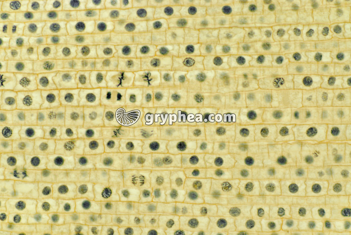 Mitoses dans une racine d'Oignon x70 - gryphea.org